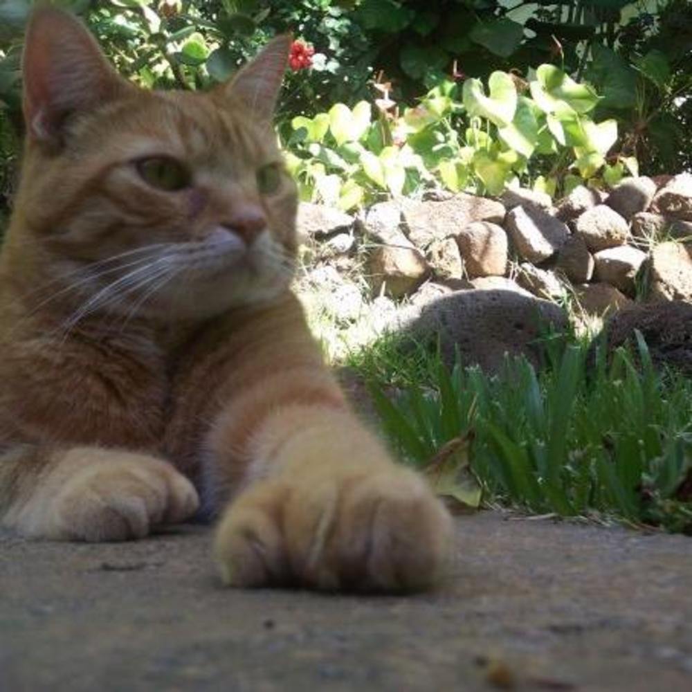 Meet your Posher, Nikky